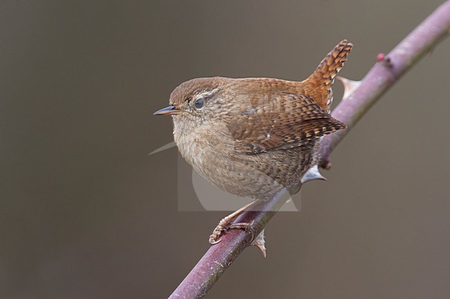 Winterkoning zittend op tak, Winter Wren perched on branch stock-image by Agami/Daniele Occhiato,