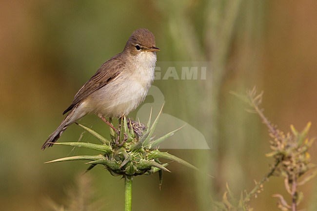 Oostelijke Vale Spotvogel zittend; Eastern Olivaceous Warbler perched stock-image by Agami/Daniele Occhiato,