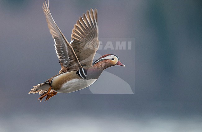 Male Mandarin Duck (Aix galericulata) flying from a rock in middle of a freshwater lake in Finland. stock-image by Agami/Markku Rantala,