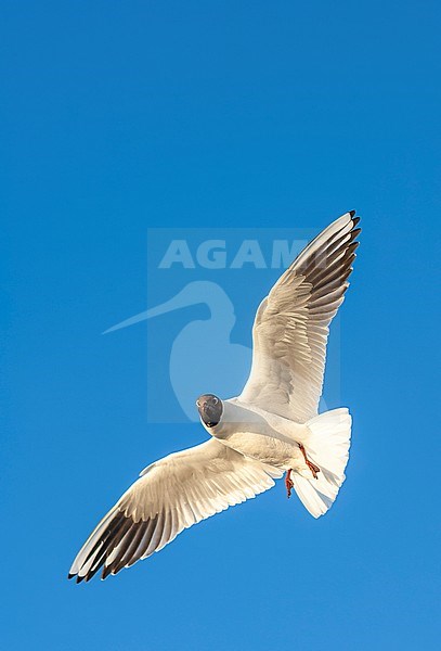 Adult Common Black-headed Gull (Chroicocephalus ridibundus) in summer plumage on Dutch Wadden Island of Texel. Flying against blue sky. stock-image by Agami/Marc Guyt,