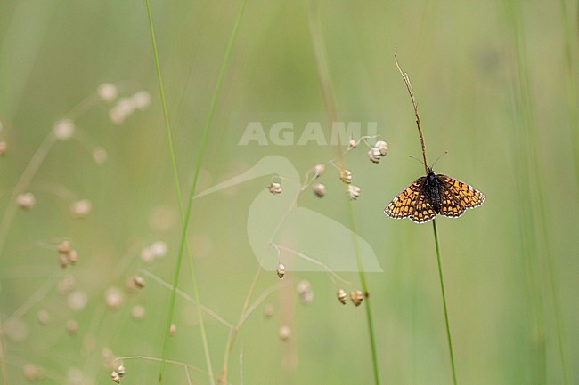 Nickerl's Fritillary, Melitaea aurelia stock-image by Agami/Wil Leurs,