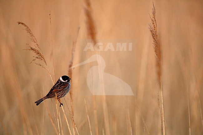 Rietgors; common reed bunting; stock-image by Agami/Chris van Rijswijk,