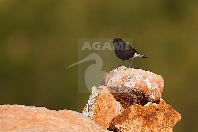 Black Wheatear - Trauersteinschmätzer - Oenanthe leucura ssp. riggenbachi, Morocco, adult male stock-image by Agami/Ralph Martin,