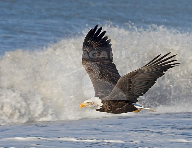 Volwassen Amerikaanse Zeearend in de vlucht; Adult Bald Eagle in flight stock-image by Agami/David Hemmings,