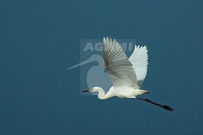 Reddish Egret (Egretta rufescens rufescens), white morph adult bird  in flight against blue sky as background stock-image by Agami/Kari Eischer,