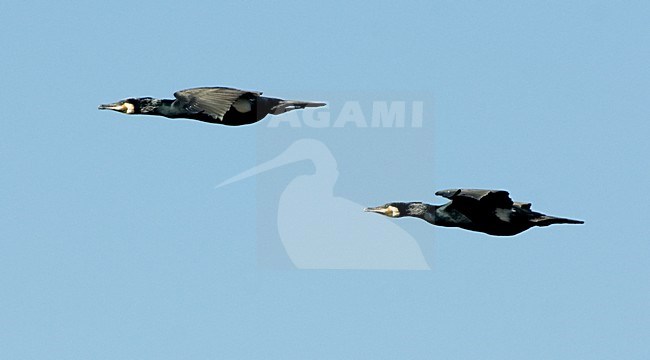 Great Cormorant flying; Aalscholver vliegend stock-image by Agami/Roy de Haas,