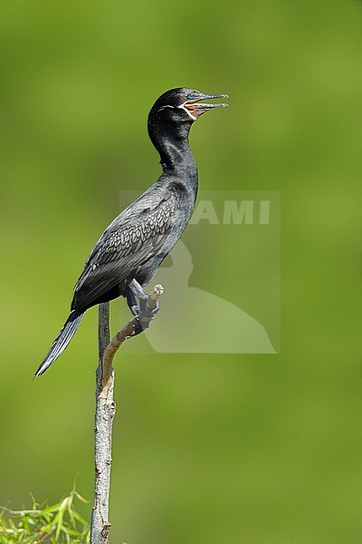 Adult Neotropic Cormorant (Phalacrocorax brasilianus) sitting on a lonely stick on the edge of a colony in Galveston County, Texas, USA. stock-image by Agami/Brian E Small,