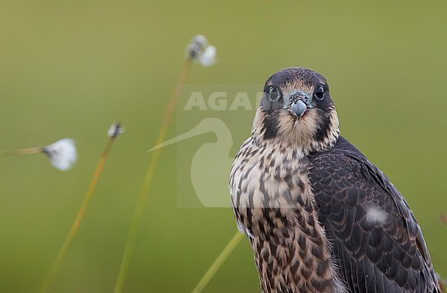 Peregrine juvenile (Falco peregrinus) Vaala Finland June 2016 stock-image by Agami/Markus Varesvuo,