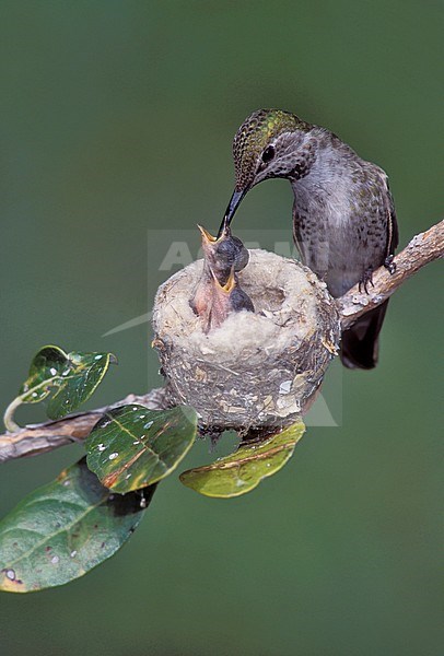 Adult female
Los Angeles Co., CA
May 2004 stock-image by Agami/Brian E Small,