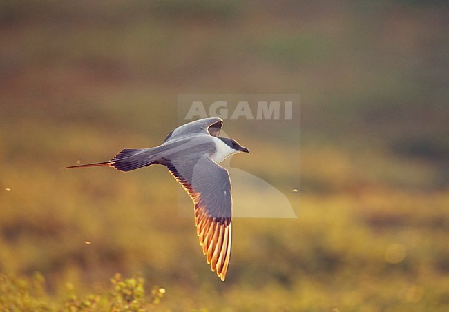 Kleinste Jager in vlucht; Long-tailed Jaeger in flight stock-image by Agami/Markus Varesvuo,