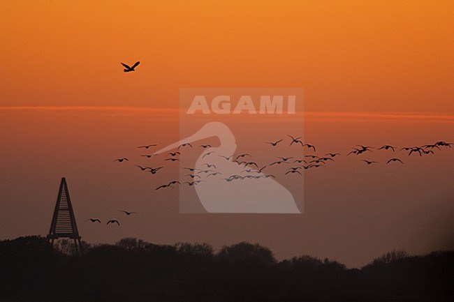 Ruigpootbuizerd tegen rode avondlucht; Rough-legged Buzzard against evening sky stock-image by Agami/Menno van Duijn,