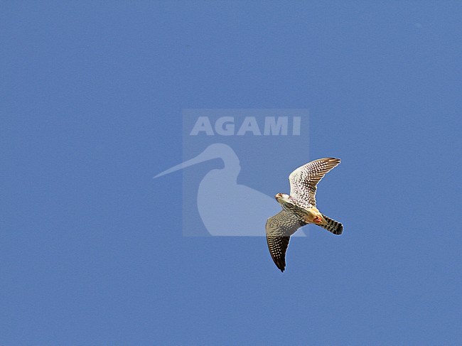 Amur Falcon (Falco amurensis) in China. Female flying overhead. stock-image by Agami/Pete Morris,