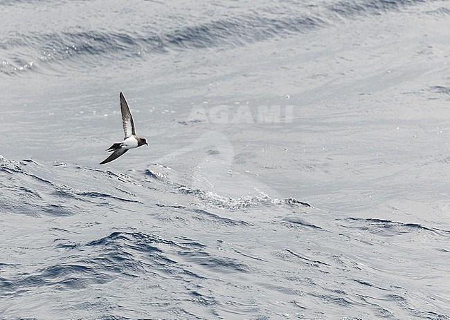 Gough Black-bellied Storm-Petrel (Fregetta tropica melanoleuca) in the Southern Atlantic Ocean, around the Tristan da Cunha and Gough islands. Also called White-bellied Black-bellied Storm Petrel. stock-image by Agami/Martijn Verdoes,