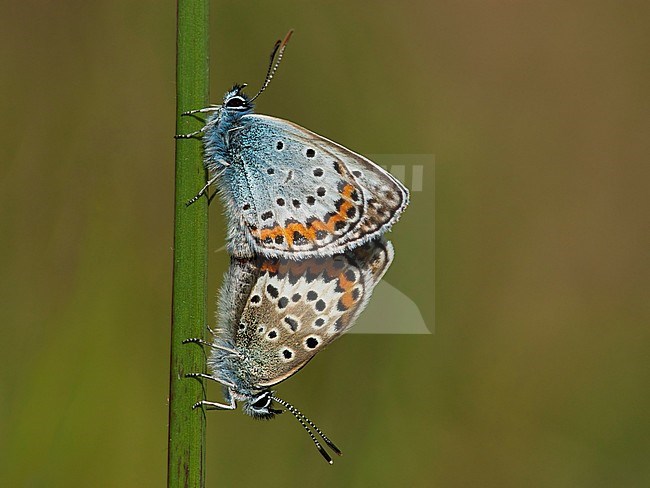 Heideblauwtje / Silver-studded Blue (Plebejus argus) stock-image by Agami/Wil Leurs,