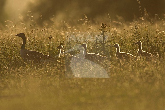 Grauwe gans met jongen in tegenlicht; Greylag Goose with young in backlight stock-image by Agami/Harvey van Diek,