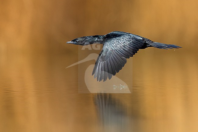 Pygmy Cormorant, Microcarbo pygmeus, in Italy. stock-image by Agami/Daniele Occhiato,