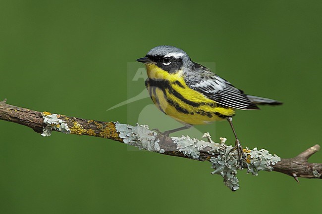 Adult male Magnolia Warbler (Setophaga magnolia)
Galveston Co., Texas
April 2016 stock-image by Agami/Brian E Small,