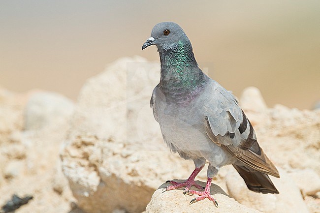 Rock Dove - Felsentaube - Columa livia ssp. palaestinae, Oman, adult stock-image by Agami/Ralph Martin,