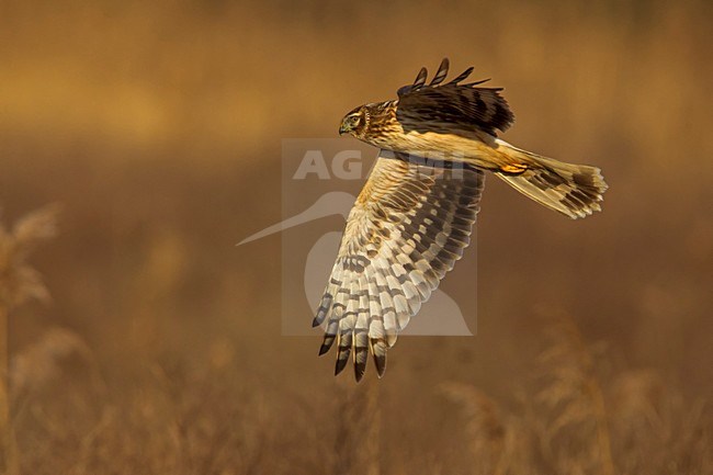 Blauwe Kiekendief vrouw in vlucht; Hen Harrier female in flight stock-image by Agami/Daniele Occhiato,