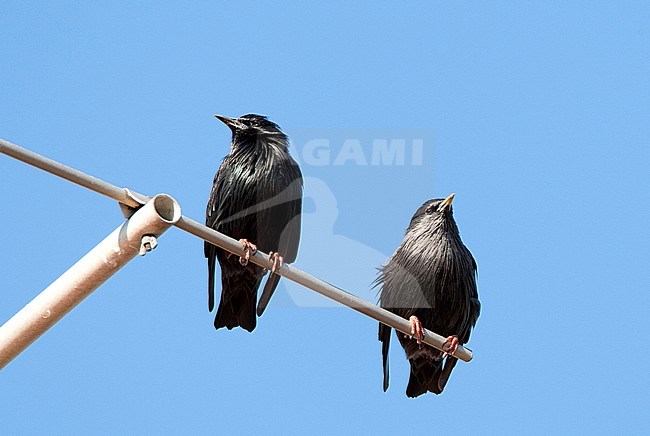 Zwarte Spreeuw, Spotless Starling stock-image by Agami/Roy de Haas,