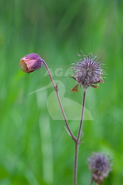 Knikkend Nagelkruid; Water Avens stock-image by Agami/Arnold Meijer,