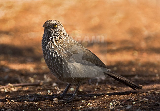 Pijlpuntbabbelaar, Arrow-marked Babbler, Turdoides jardineii stock-image by Agami/Marc Guyt,