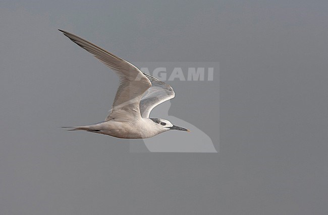 Sandwich Tern (Thalasseus sandvicensis) along the North sea coast during autumn migration in the Netherlands. stock-image by Agami/Marc Guyt,