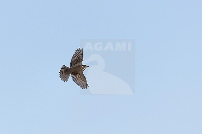 Redwing (Turdus iliacus iliacus) in flight at Rudersdal, Denmark stock-image by Agami/Helge Sorensen,