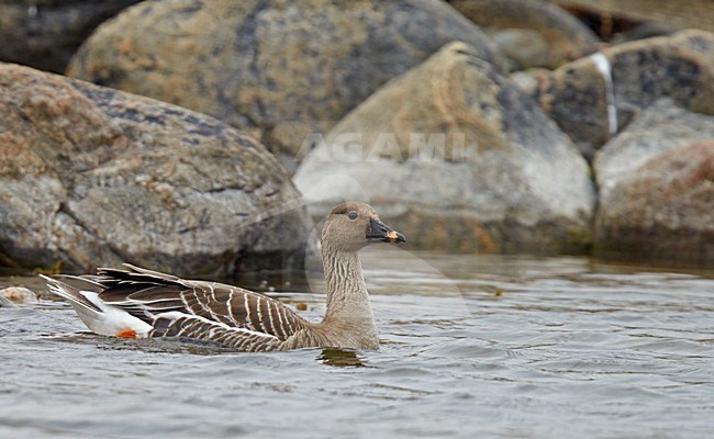 Toendrarietgans  zwemmend; Tundra Bean Goose swimming stock-image by Agami/Markus Varesvuo,
