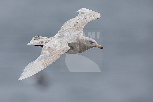 Glaucous Gull (Larus hyperboreus leuceretes), 2nd cy individual in flight, Western Region, Iceland stock-image by Agami/Saverio Gatto,