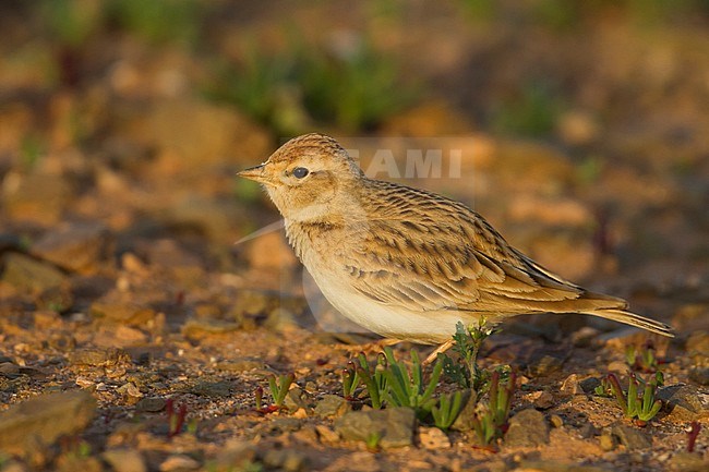 Short-toed Lark - Kurzzehenlerche - Calandrella brachydactyla ssp. rubiginosa, Morocco, adult stock-image by Agami/Ralph Martin,