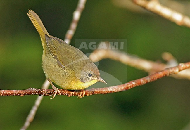 Immature Common Yellowthroat (Geothlypis trichas) during autumn migration in Massachusetts, United States. stock-image by Agami/Ian Davies,