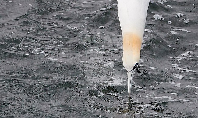Northern Gannet (Morus bassanus) during summer on the Shetland islands in Scotland. Diving for fish. stock-image by Agami/Markus Varesvuo,