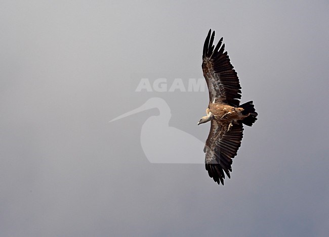 Vale Gier in de vlucht; Griffon Vulture in flight stock-image by Agami/Markus Varesvuo,