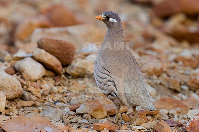 Mannetje Arabische Woestijnpatrijs, Male Sand Partridge stock-image by Agami/Daniele Occhiato,