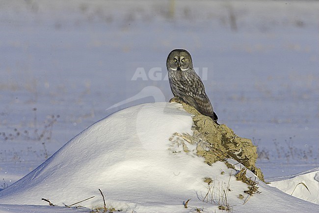 Great Grey Owl, Strix nebulosa stock-image by Agami/Jari Peltomäki,