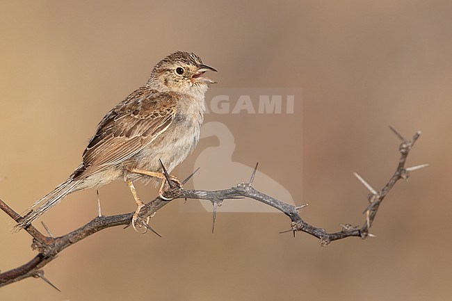 Singing male Cassin's Sparrow (Peucaea cassinii) in North-America. stock-image by Agami/Dubi Shapiro,