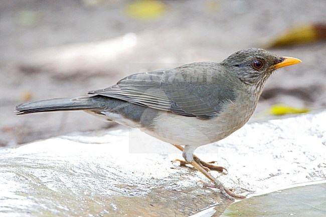 Pelioslijster; African Thrush stock-image by Agami/Marc Guyt,