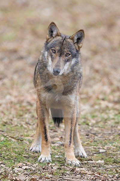 Italian Wolf (Canis lupus italicus), captive animal standing on the ground, Civitella Alfedena, Abruzzo, Italy stock-image by Agami/Saverio Gatto,