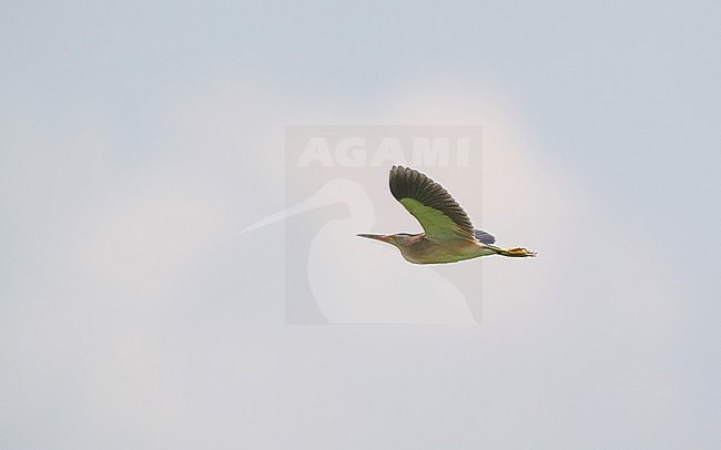 Yellow Bittern (Ixobrychus sinensis) in flight agianst a blue sky at Petchaburi, Thailand stock-image by Agami/Helge Sorensen,