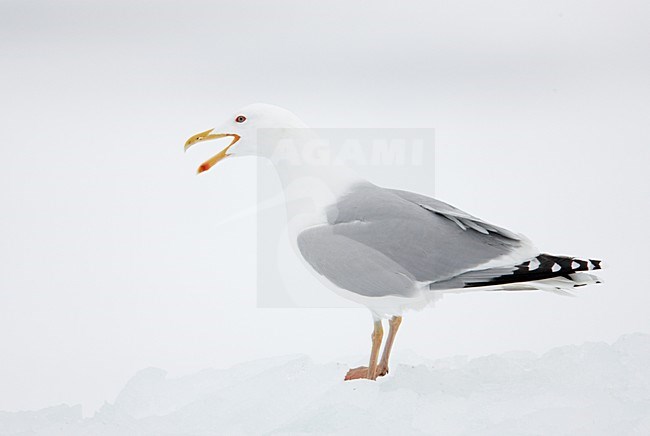 Volwassen Zilvermeeuw; Adult Herring Gull stock-image by Agami/Markus Varesvuo,