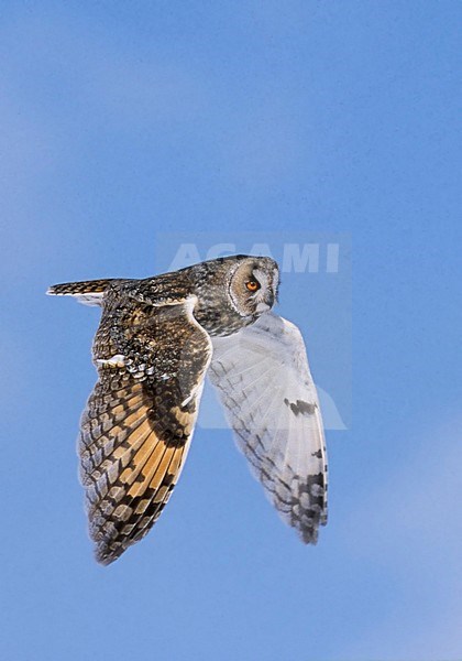 Ransuil in vlucht; Long-eared Owl (Asio otus) in flight stock-image by Agami/Tomi Muukkonen,