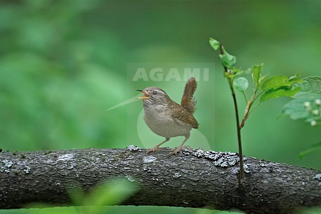 Zingende Winterkoning; Singing Winter Wren stock-image by Agami/Markus Varesvuo,