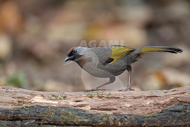 Silver-eared Laughingthrush (Trochalopteron melanostigma) at Doi Lang, Thailand stock-image by Agami/Helge Sorensen,