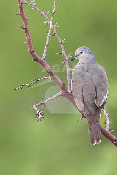 Picui Ground Dove (Columbina picui ) Perched on a branch in Argentina stock-image by Agami/Dubi Shapiro,