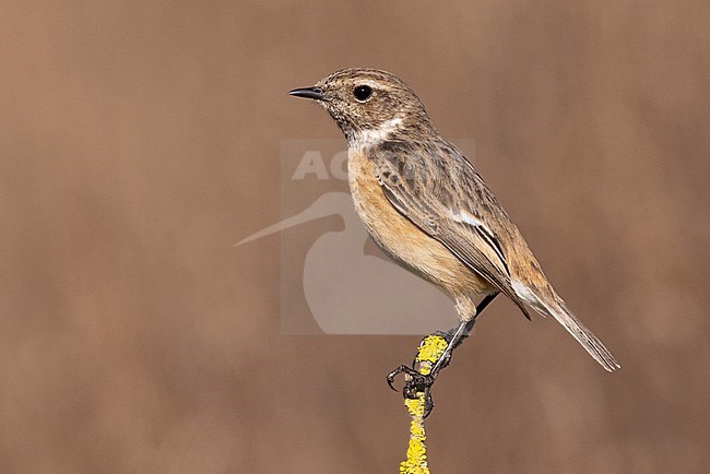 European Stonechat (Saxicola rubicola), side view of an adult female perched on a branch, Campania, Italy stock-image by Agami/Saverio Gatto,