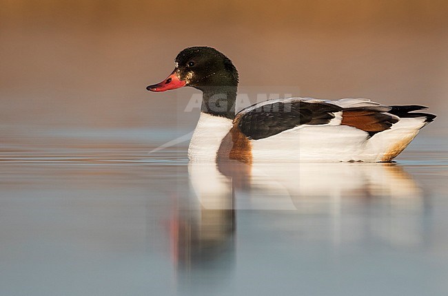 Adult female Common Shelduck (Tadorna tadorna) swimming on a lake in Spain. stock-image by Agami/Ralph Martin,