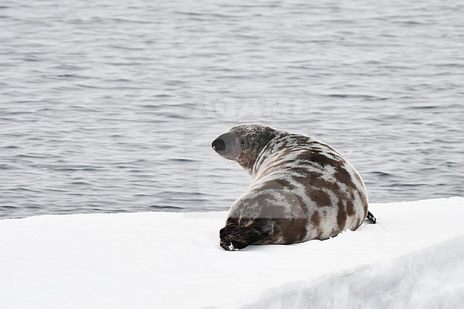 Hooded Seal (Cystophora cristata) Lying on drifting pack ice north of Jan Mayen in northern Atlantic ocean. Seen from the back, looking over its shoulder. stock-image by Agami/Laurens Steijn,