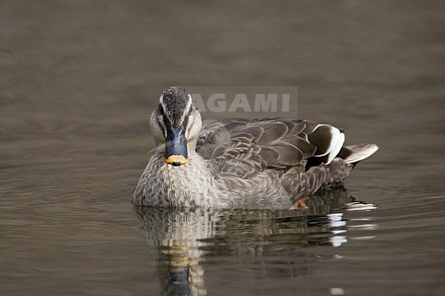 Eastern Spot-billed Duck swimming; Oostelijke Vlekbekeend zwemmend stock-image by Agami/Marc Guyt,