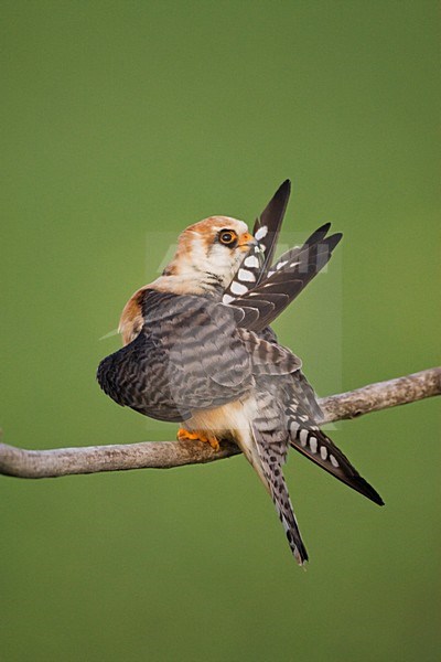 Roodpootvalk, Red-footed Falcon, Falco vespertinus stock-image by Agami/Marc Guyt,